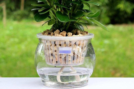 水培植物怎么养