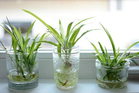 水培植物怎么养