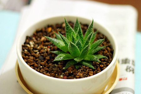 芦荟怎么养长得快又好