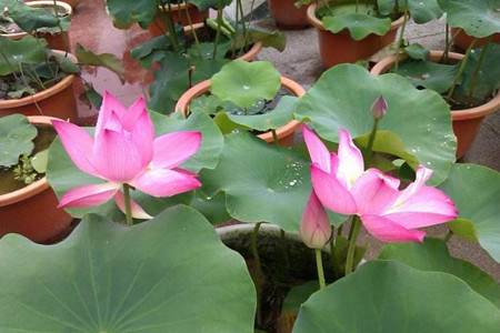 荷花怎么养殖