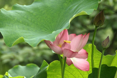 荷花怎么养殖