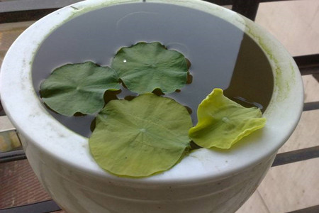 荷花怎么养殖