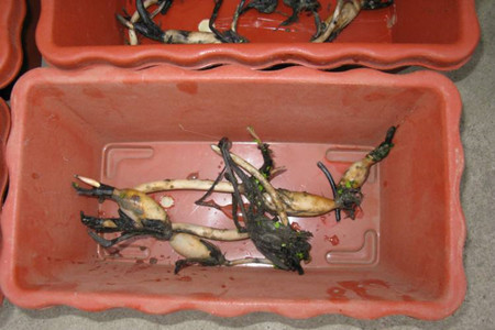 荷花怎么养殖