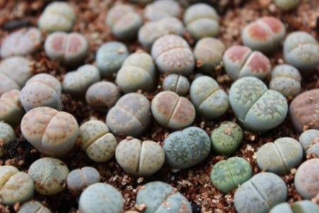 生石花怎么繁殖