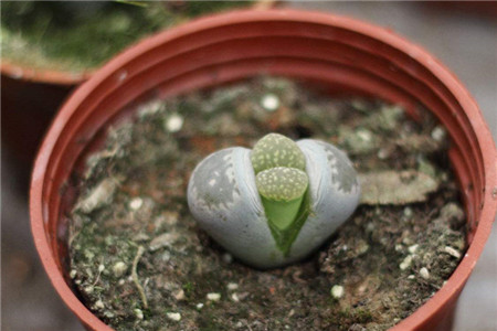 生石花怎么繁殖