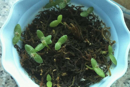 食虫草怎么养