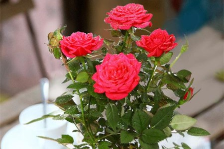 盆栽玫瑰花的养殖办法
