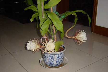 昙花怎么养才能开花