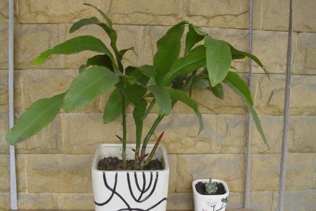 昙花怎么养才能开花