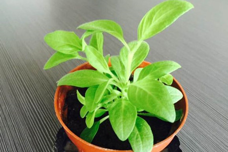 矮牵牛的种植办法