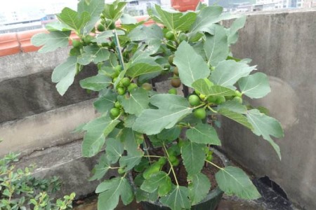 无花果怎么养