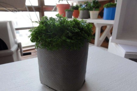 蕨类植物怎么养