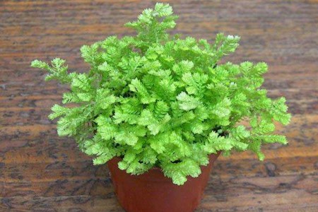 蕨类植物怎么养