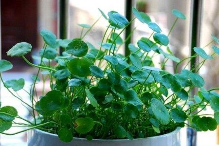 铜钱草土培怎么养