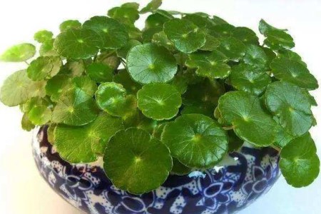 铜钱草土培怎么养