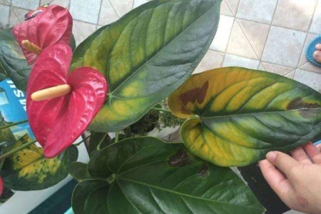 花烛怎么养