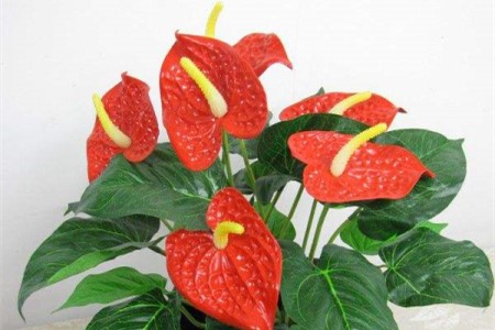 花烛怎么养