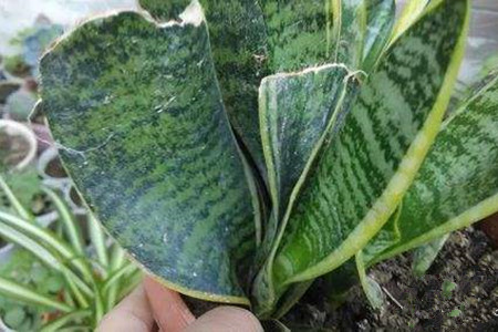 虎皮兰叶子烂了解决办法