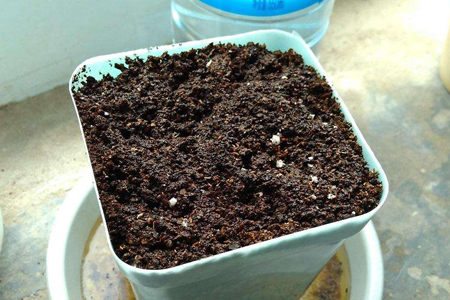 满天星怎么种植