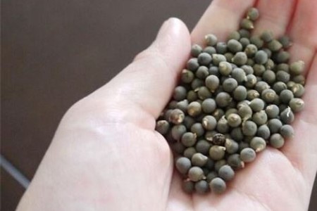 秋葵种植办法