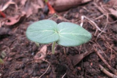 秋葵种植办法