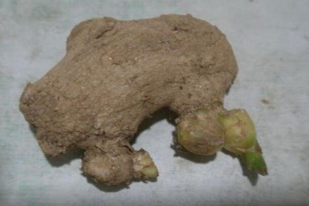 盆栽生姜的种植办法