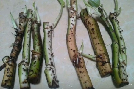 大叶绿萝怎么插杆