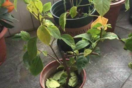 三角梅叶子发黄掉下解决办法