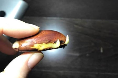 菠萝蜜怎么种