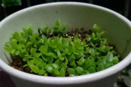 菠萝蜜怎么种