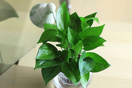 水养绿萝窍门