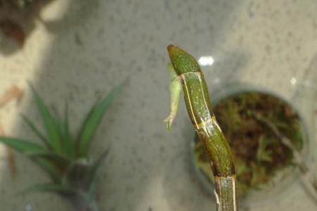 石斛怎么样种植