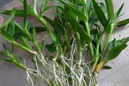 石斛怎么样种植