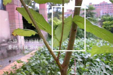 三角梅什么时候修剪
