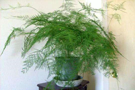 什么绿植适合室内养