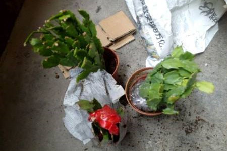 蟹爪兰什么时候换盆合适