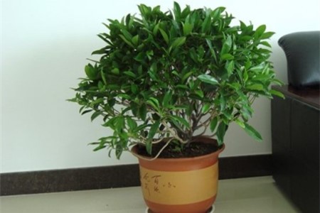 非洲茉莉适合放客厅吗