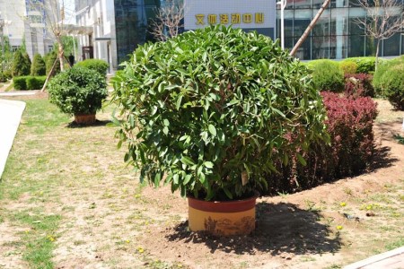 非洲茉莉适合放客厅吗