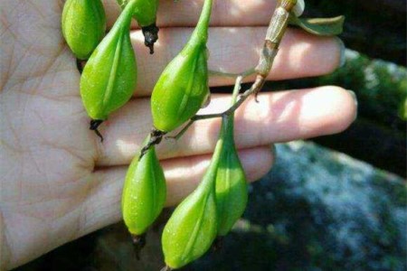 铁皮石斛的栽种办法