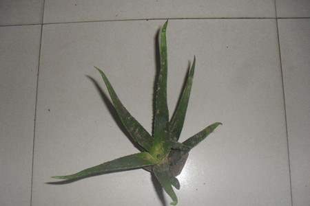 沒有根的芦荟怎么养活