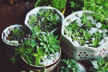 植物在家怎么养