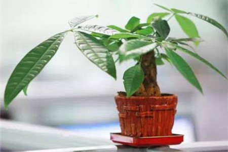 小发财树怎么养