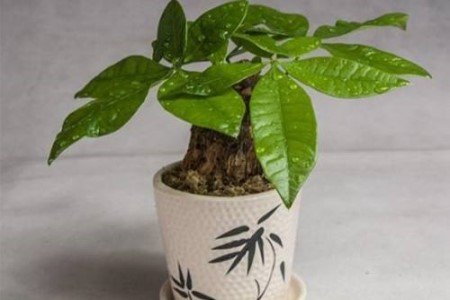 小发财树怎么养