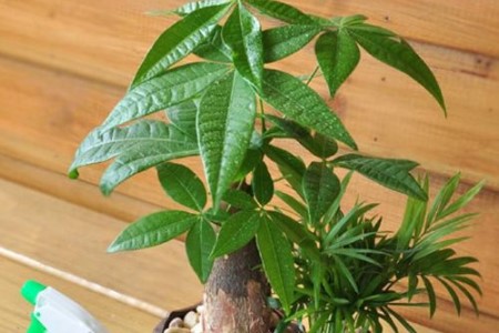 小发财树怎么养