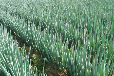 葱什么时候种最合适