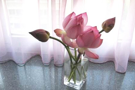 荷花摘下来怎么养