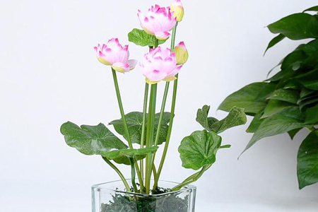 荷花摘下来怎么养