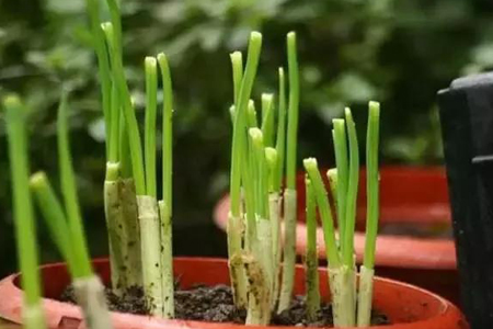 小葱什么时候种最合适