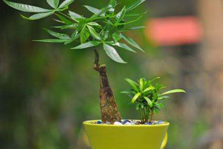 刚买的发财树怎么养