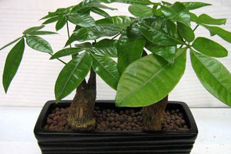 刚买的发财树怎么养